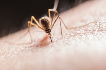 First human trial of monoclonal antibody to prevent malaria opens